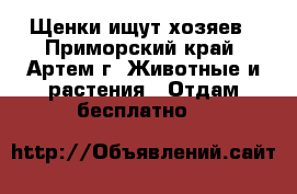 Щенки ищут хозяев - Приморский край, Артем г. Животные и растения » Отдам бесплатно   